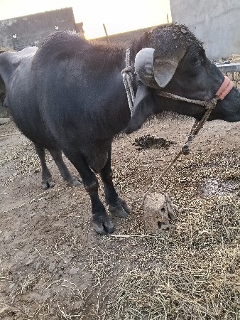 જયરાજ ભાઇ માંકડ 6352237745