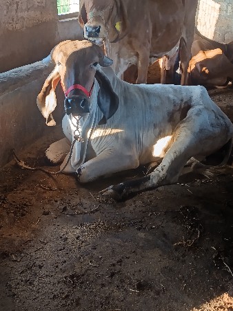 હોરકિ વેચવાની સે