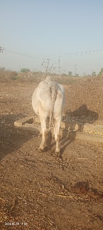 બળદ વેચવાનો છે