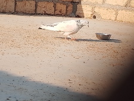 માદી વેચવાની છે