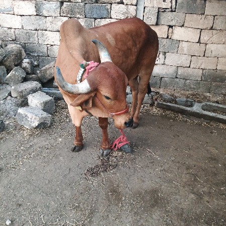 થંબનેલ 2