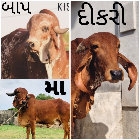 ગીર વાછડી વેચવાની છે.