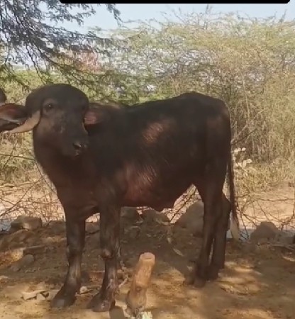 પાડો વેચવાનો છે