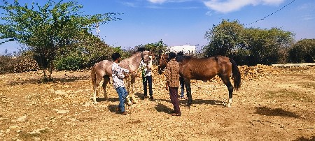 ઘોડી ક્રોસીગ કરાવી હોય તો કેજો