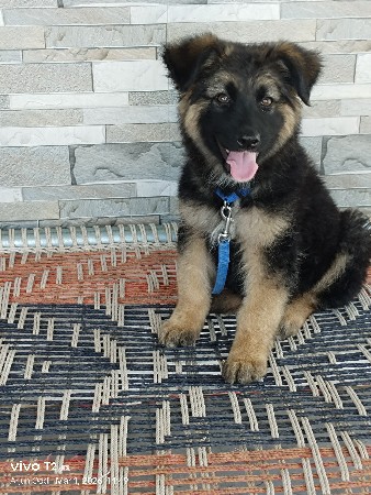 German shepherd female 3 month