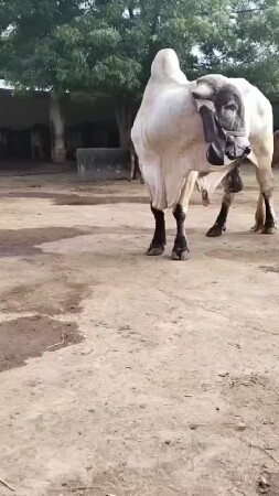 ખૂટ વેચવાનો છે