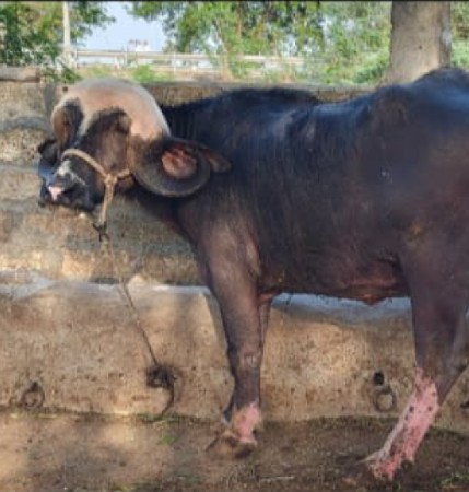 ભેંસ લેવા બાબત