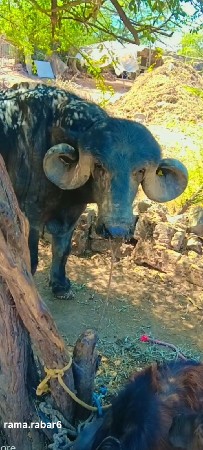 थंबनेल 3