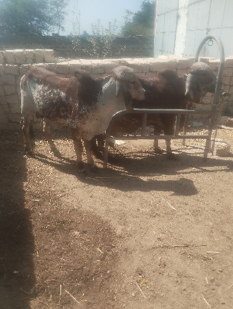 थंबनेल 2