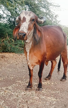 ગીર ગાય 
गीर गाय