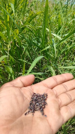 थंबनेल 2