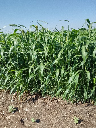 જુવાર વેસ વાની સે