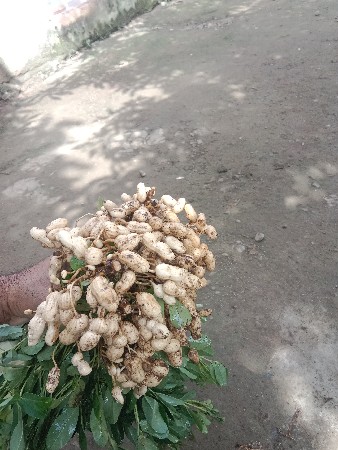 જમીન વેચવાની છે જામવાડી..