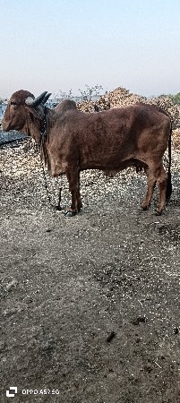 થંબનેલ 3