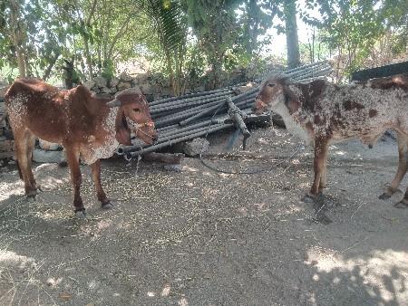 ગોઢલા વેચવાના છે