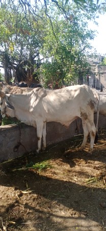 થંબનેલ 2