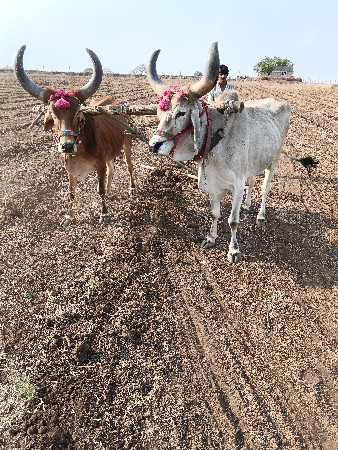 રૂપાવટી