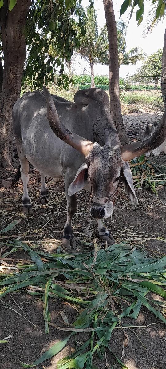 थंबनेल 2