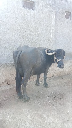 તીજુ વેતર સાવ સોજી છે