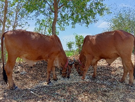 થંબનેલ 3