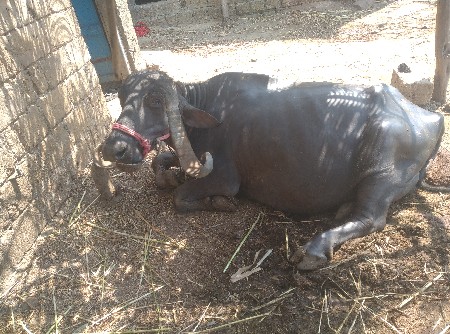 थंबनेल 3