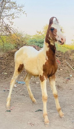 थंबनेल 2