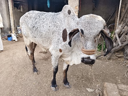 3 વર્ષ ની હોળકી