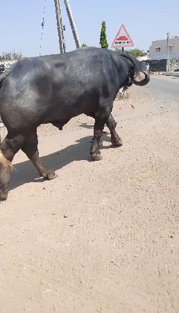 થંબનેલ 2