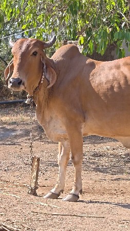 દેશી ગાય છે