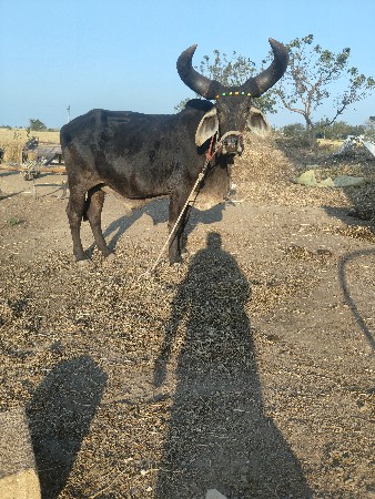 थंबनेल 2