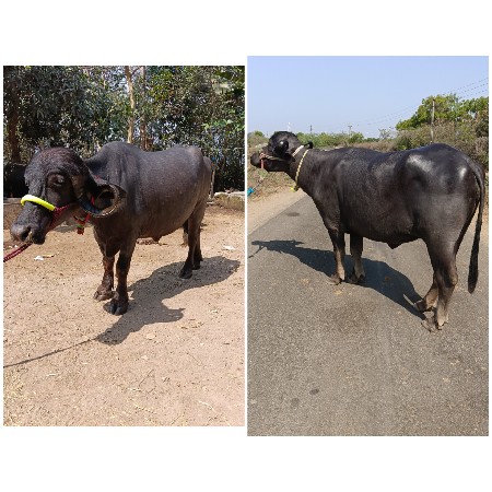 थंबनेल 3