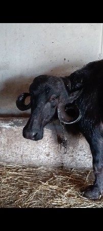 ભેંસ વેસવા ની સે