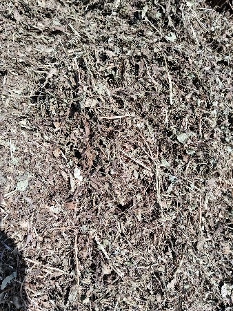 માંડવી નો ચારો (માંડવિયું)