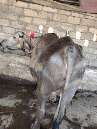 थंबनेल 3