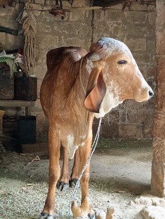 થંબનેલ 3