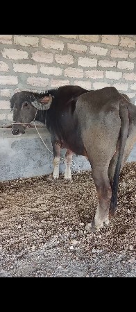 ખડેલી વેચવાની છે