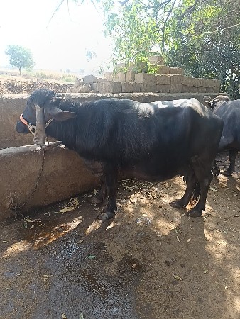 9.50 મહીના ગાભણ