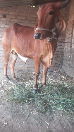 થંબનેલ 3