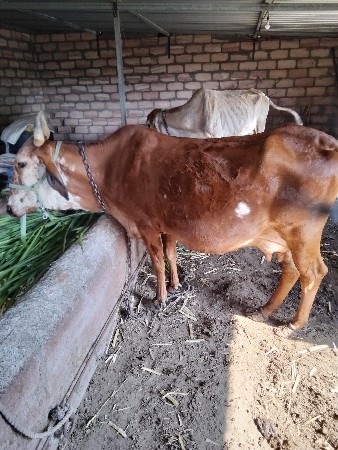 थंबनेल 3