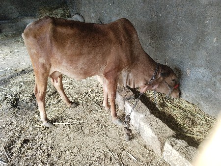 પેલુ વેતર વિયાયેલ છે