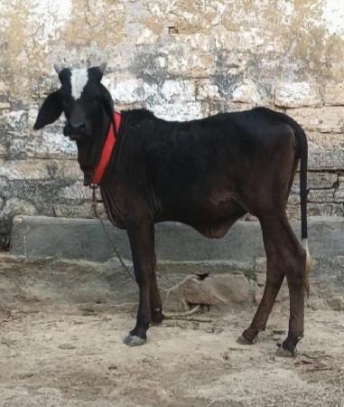 2 કાંકરેજ  વાછડી છે