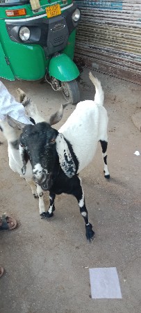 આ બે બકરી વેચવાની છે