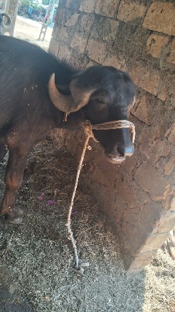 थंबनेल 2