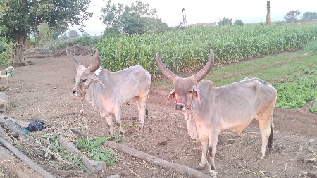 થંબનેલ 3