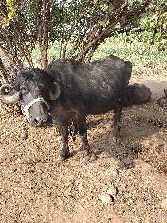 थंबनेल 2