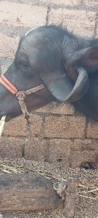 બીજું વેતર ખડેલી વેચવાની છે