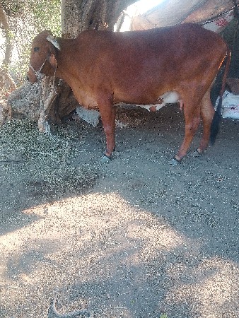 थंबनेल 2