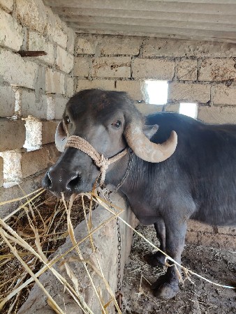 थंबनेल 2