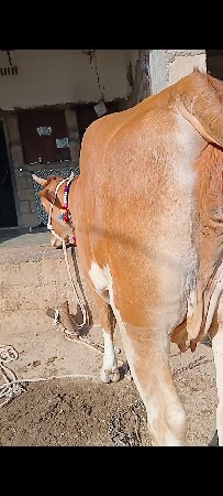 થંબનેલ 2