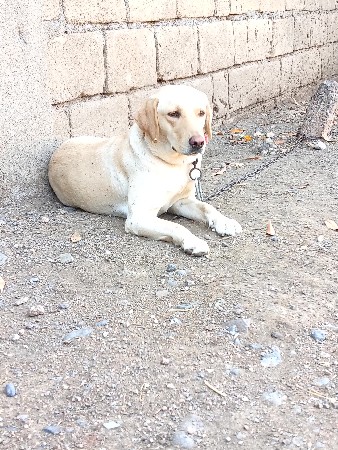 કુતરી હે